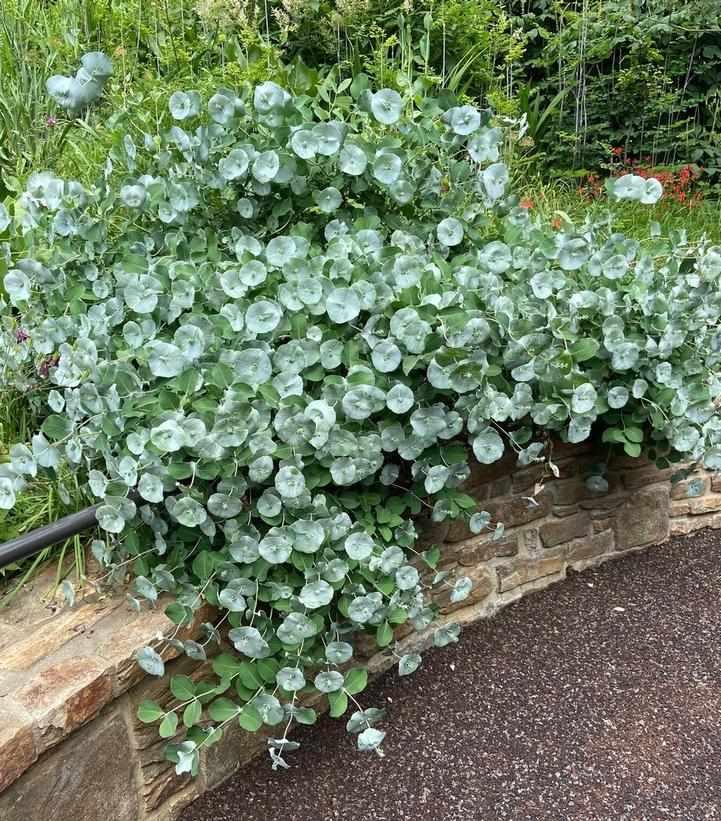 Kintzley's Ghost™ Honeysuckle