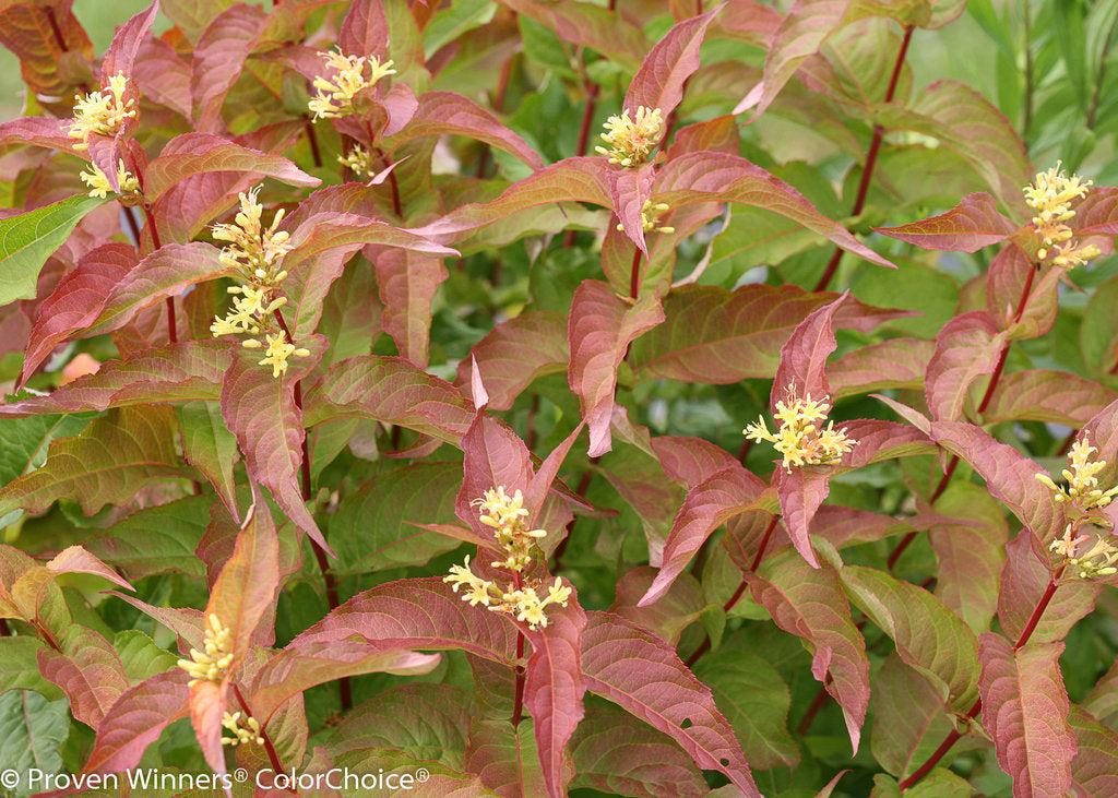 Kodiak® Orange Bush Honeysuckle