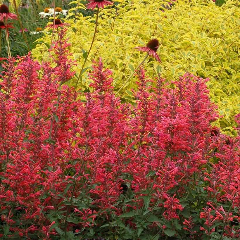 Kudos® Coral Hummingbird Mint