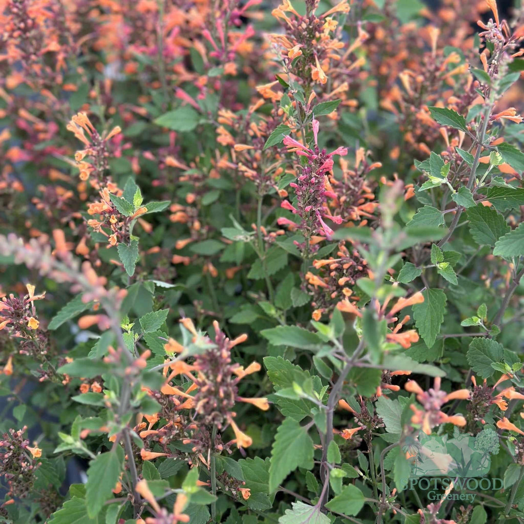 agastache-kudos-mandarin