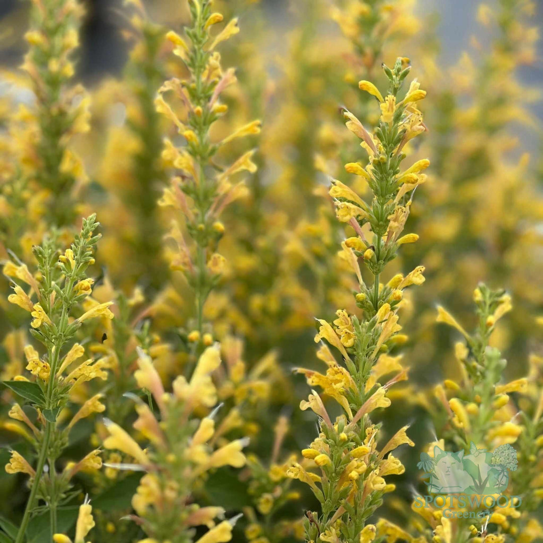 agastache-kudos-yellow