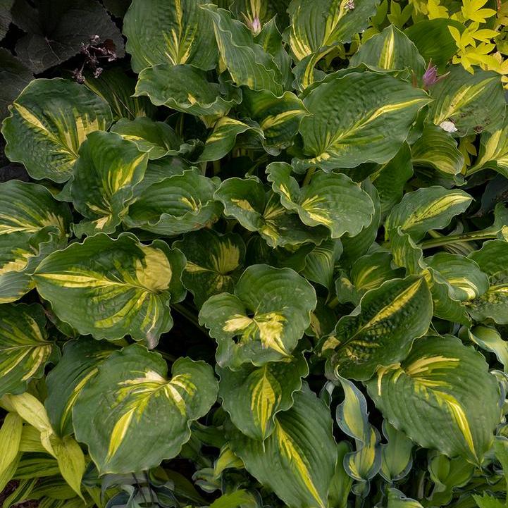 Lakeside Paisley Print Hosta