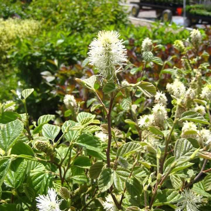 Large Fothergilla