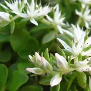 Larneim Stonecrop