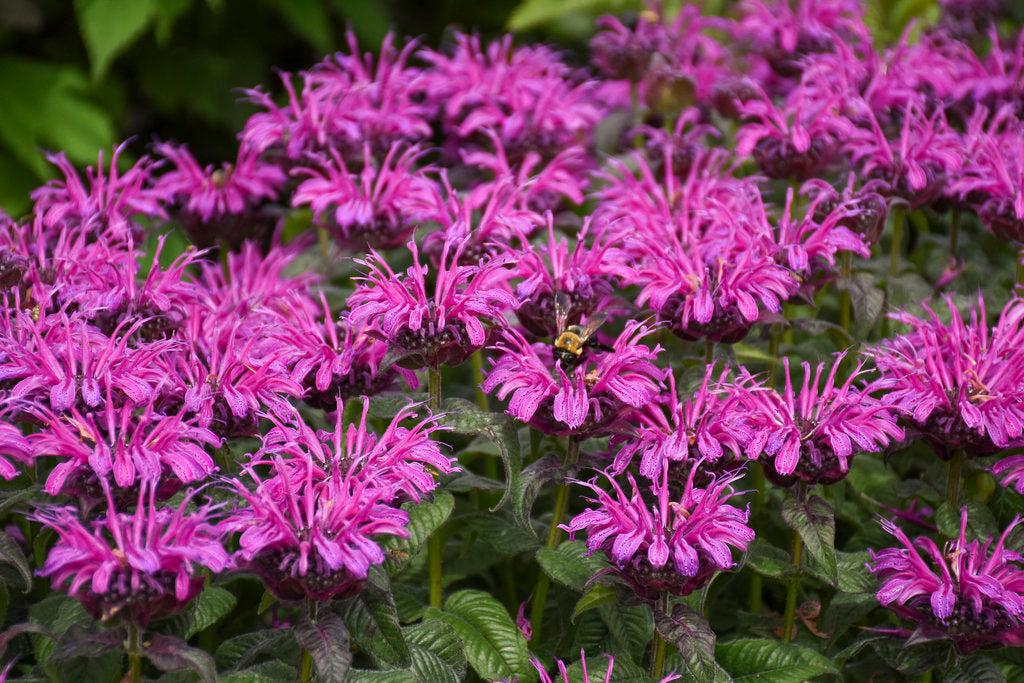 Leading Lady Plum Bee Balm