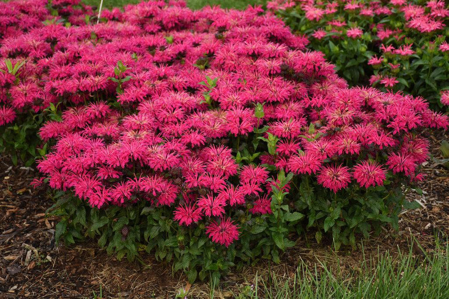 Leading Lady® Razzberry Bee Balm