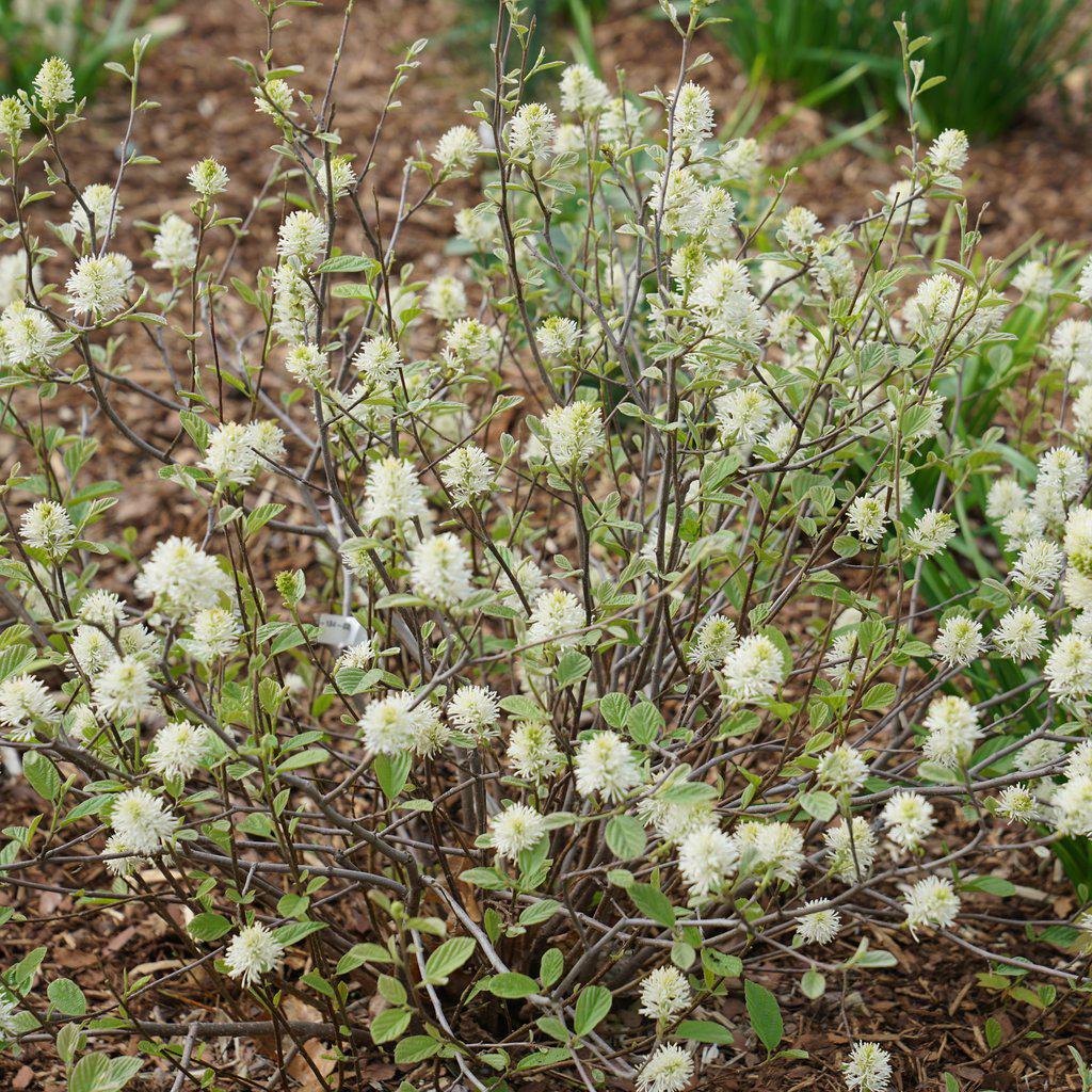 Legend Of The Small® Bottlebrush