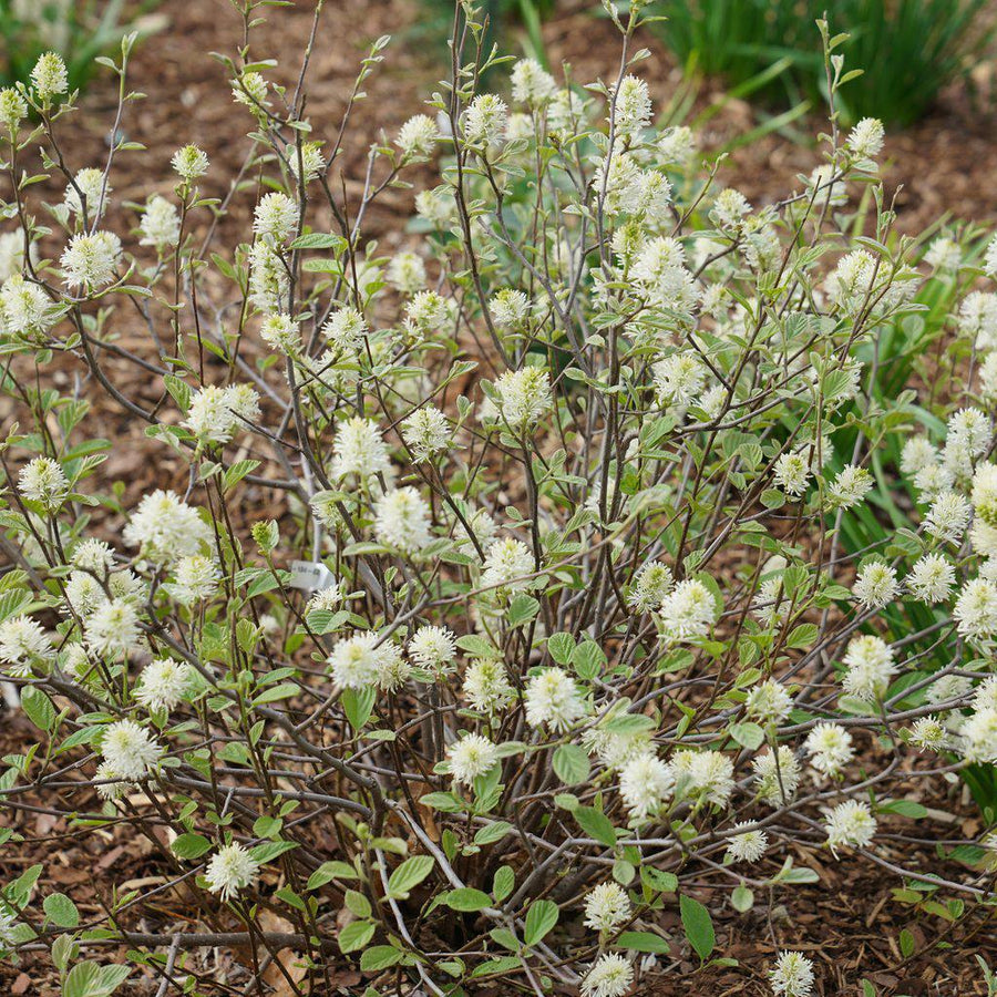 Legend Of The Small® Bottlebrush