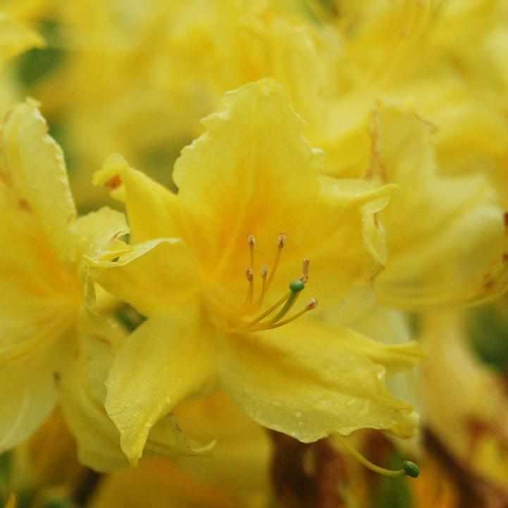 Lemon Lights Azalea