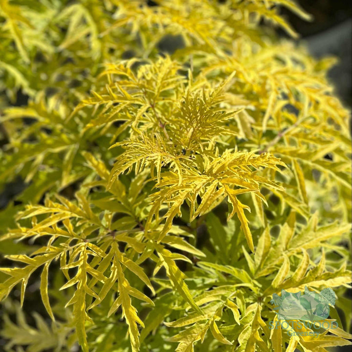 sambucus-sambucus-lemony-lace