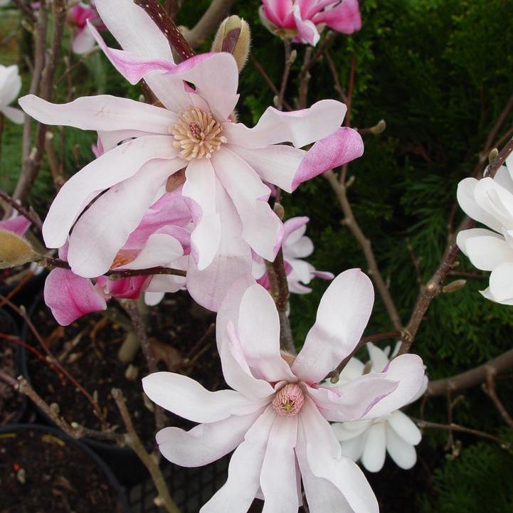 Leonard Messel Magnolia