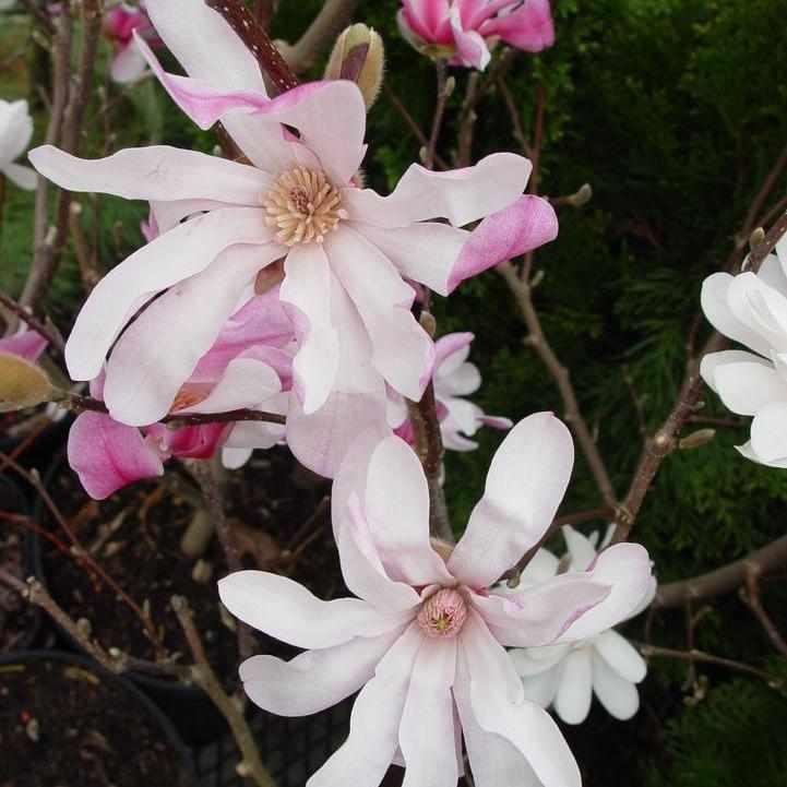 Leonard Messel Magnolia