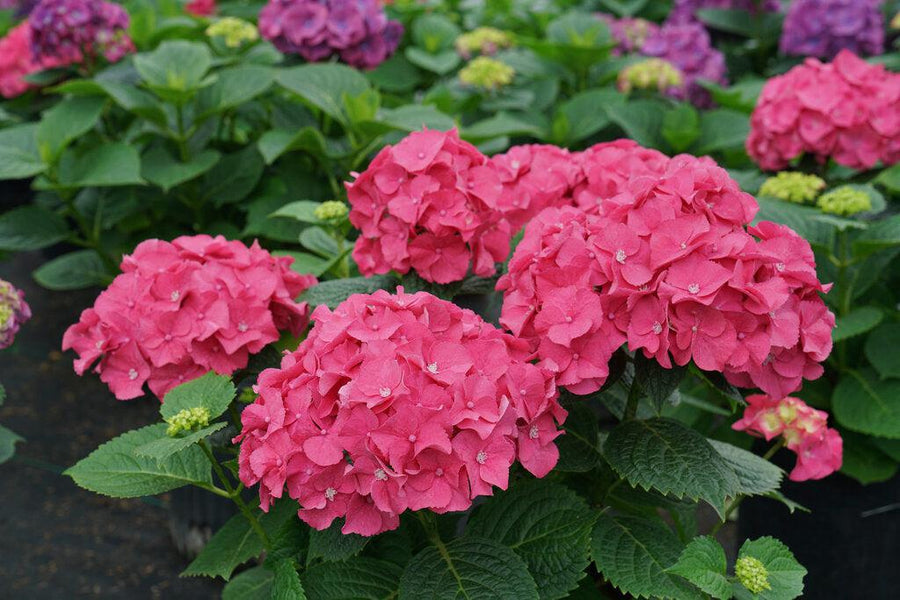 Let's Dance Big Band® BIgleaf Hydrangea