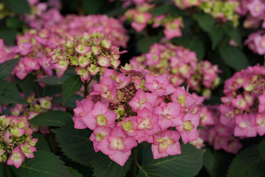 Let's Dance Can Do® Reblooming hydrangea