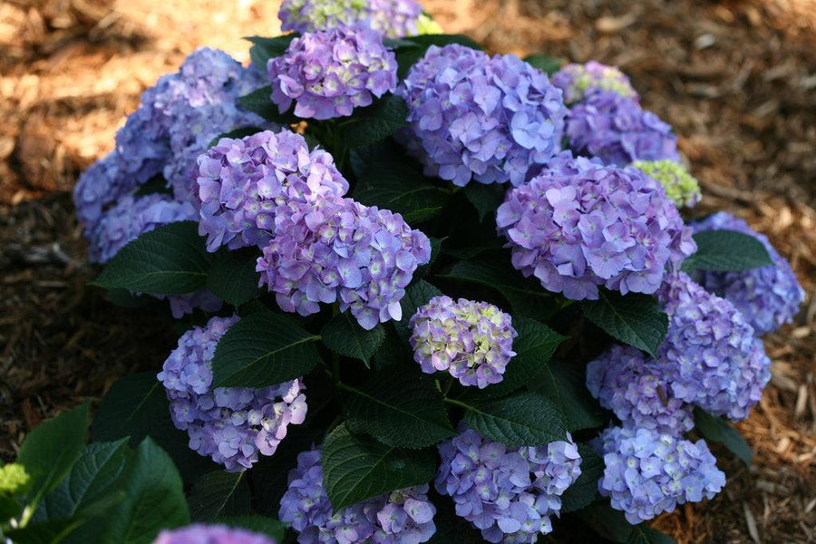 Let's Dance® Blue Jangles® Reblooming hydrangea
