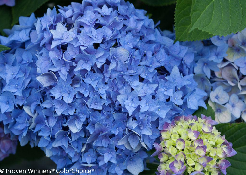 Let's Dance® Rhythmic Blue® Hydrangea