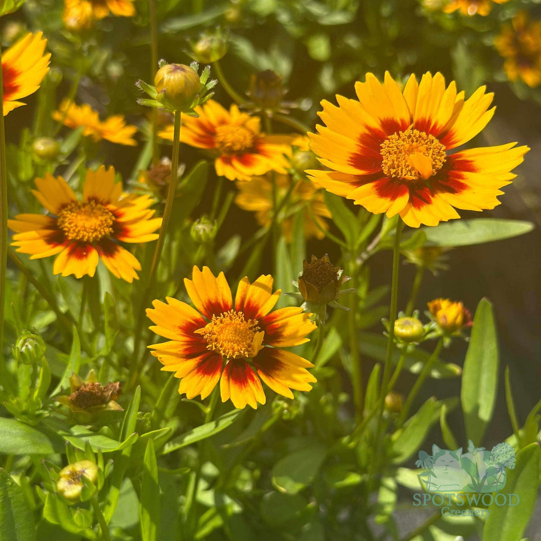 coreopsis-lil-bang-li-l-bang-daybreak