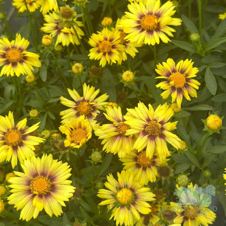 coreopsis-li-l-bang-enchanted-eve