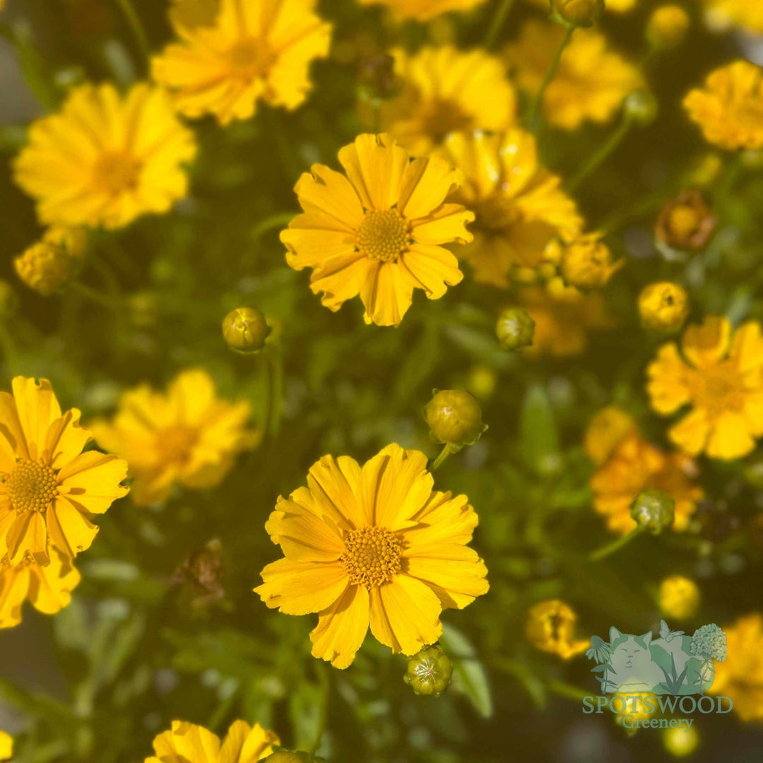 coreopsis-li-l-bang-goldilocks