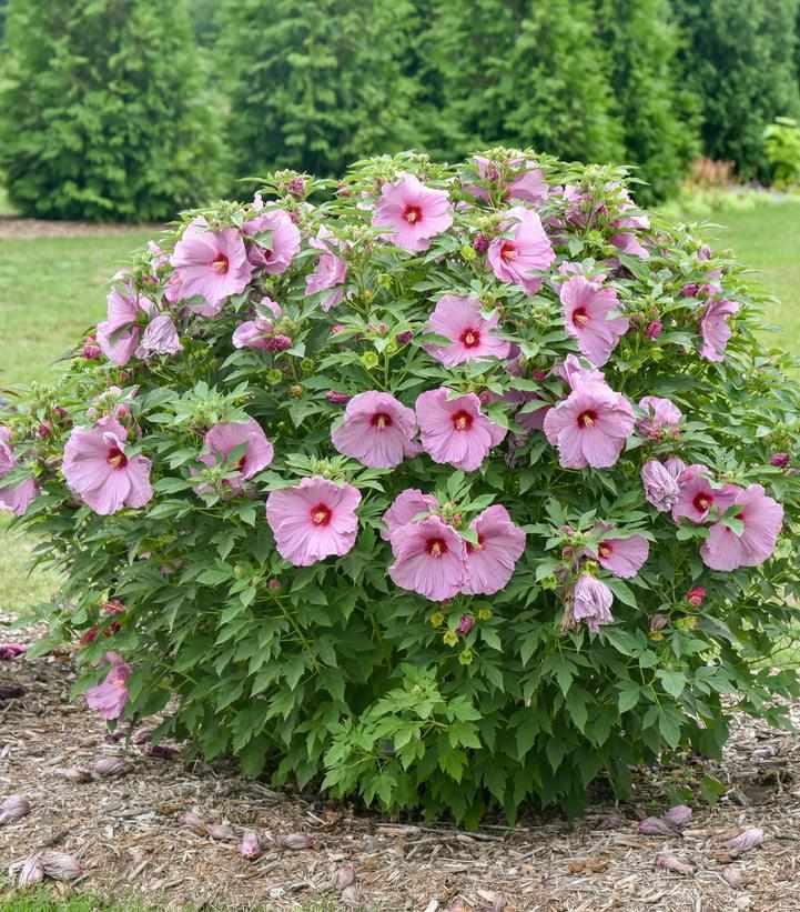 Lilac Crush Rose Mallow
