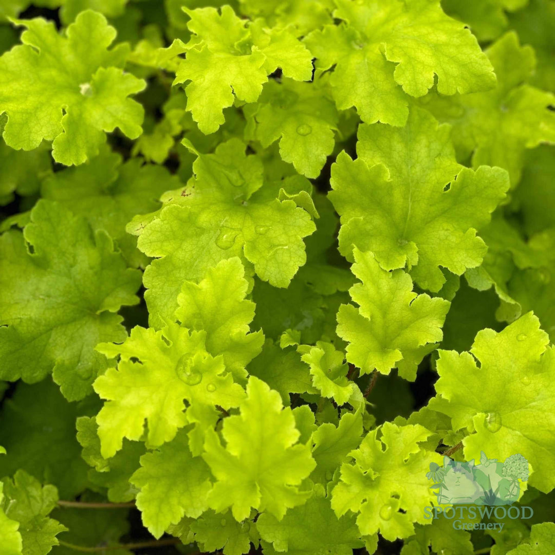 heuchera-lime-marmalade