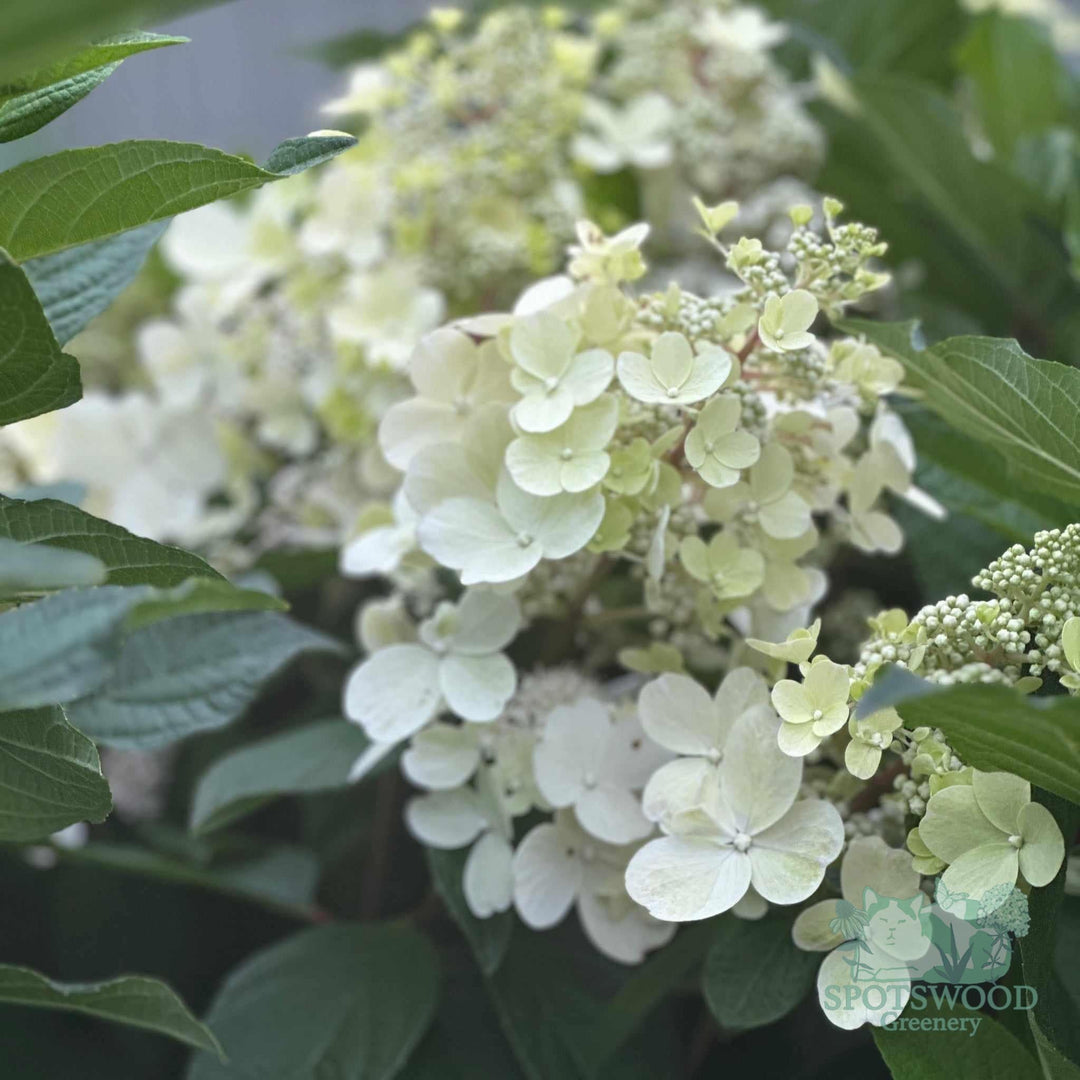 hydrangea-pan-limelight-prime-2