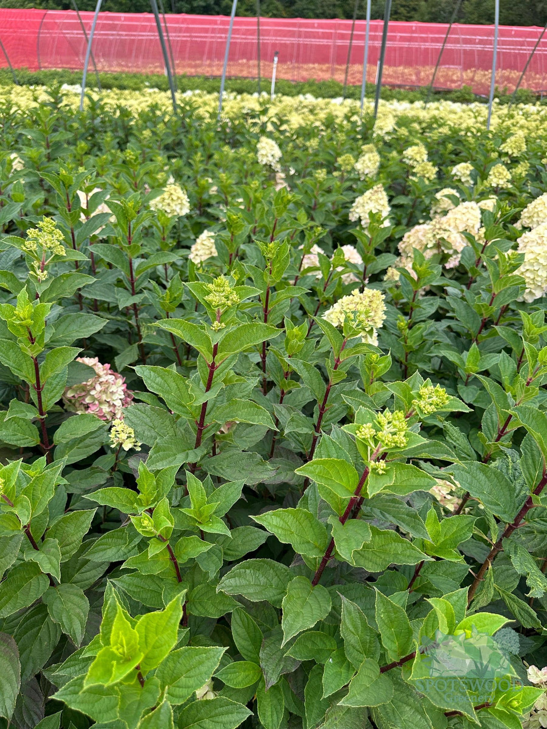 hydrangea-pan-limelight-prime-2