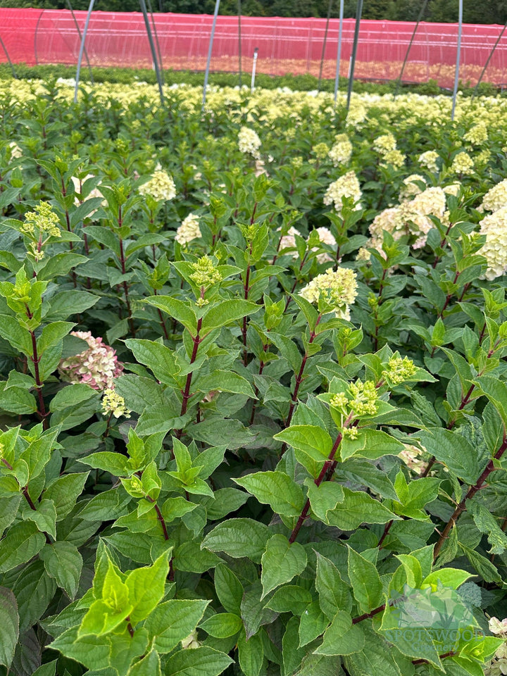 hydrangea-pan-limelight-prime-2