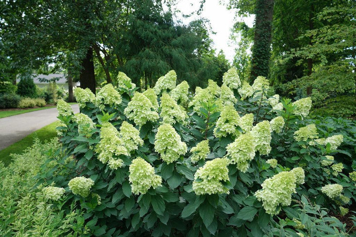 Limelight Prime® Panicle Hydrangea