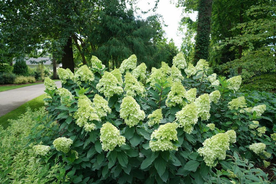 Limelight Prime® Panicle Hydrangea