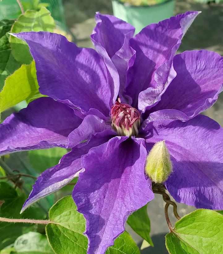 Lindsay® Clematis