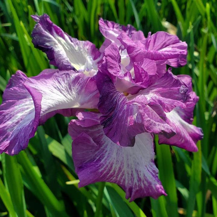 Lion King Japanese Iris