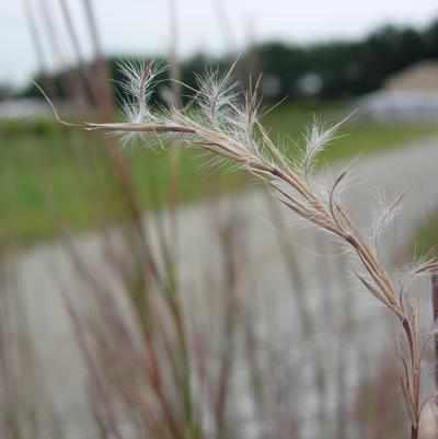 Little Bluestem