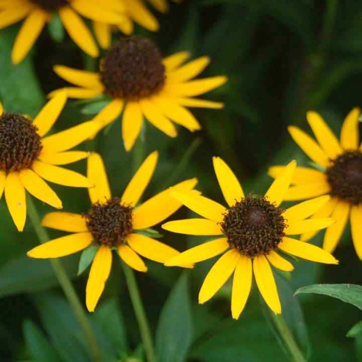 Little Goldstar Black Eyed Susan