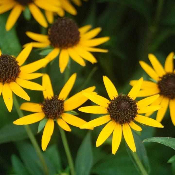 Little Goldstar Black Eyed Susan
