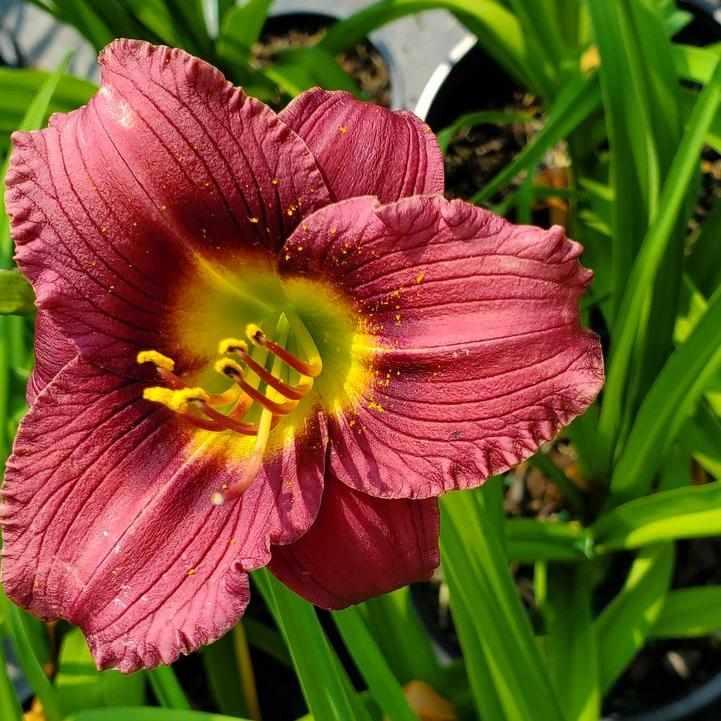 Little Grapette Daylily