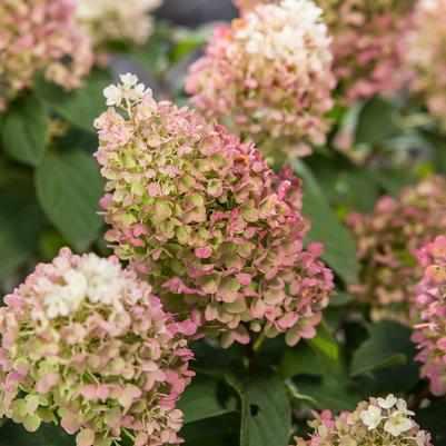 Little Hottie® Panicle Hydrangea
