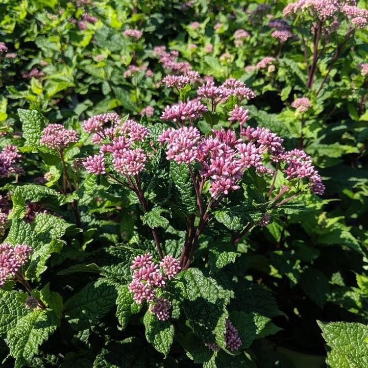 Little Joe Pye Weed