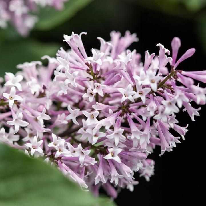 Little Lady® Lilac