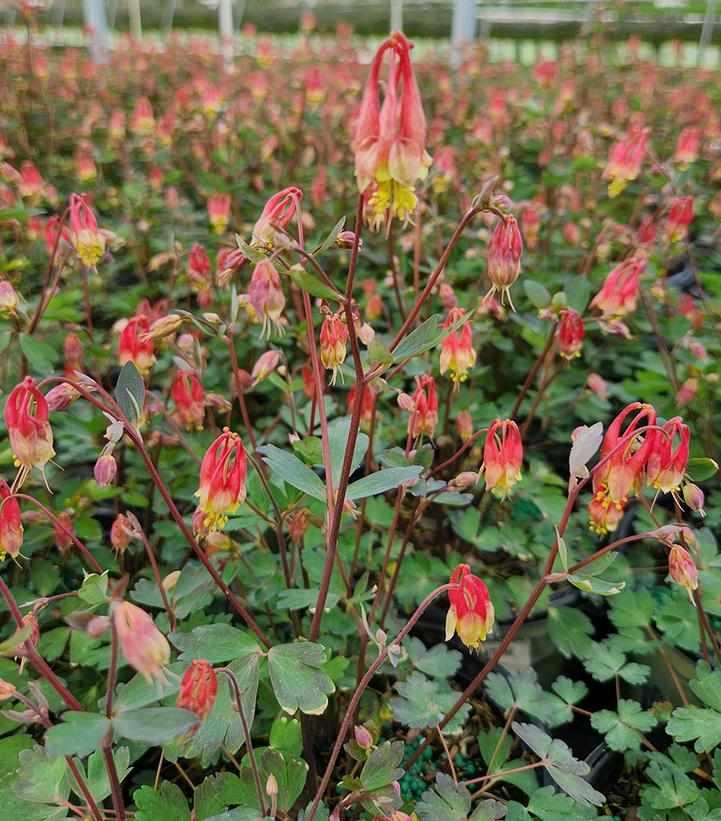 aquilegia-can-little-lanterns