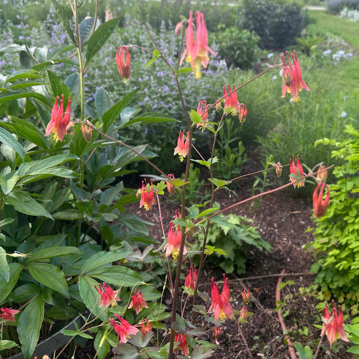 aquilegia-can-little-lanterns