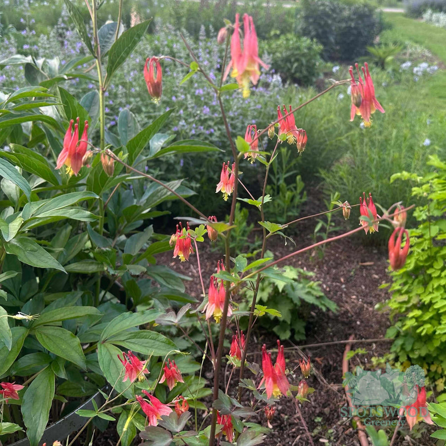 aquilegia-can-little-lanterns
