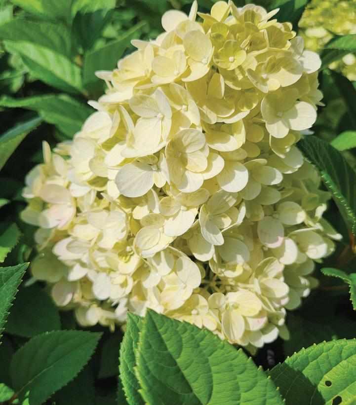 Little Lime Punch® Panicle Hydrangea