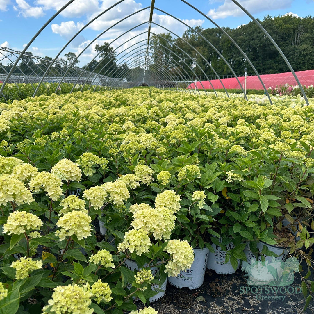 hydrangea-pan-little-lime-2
