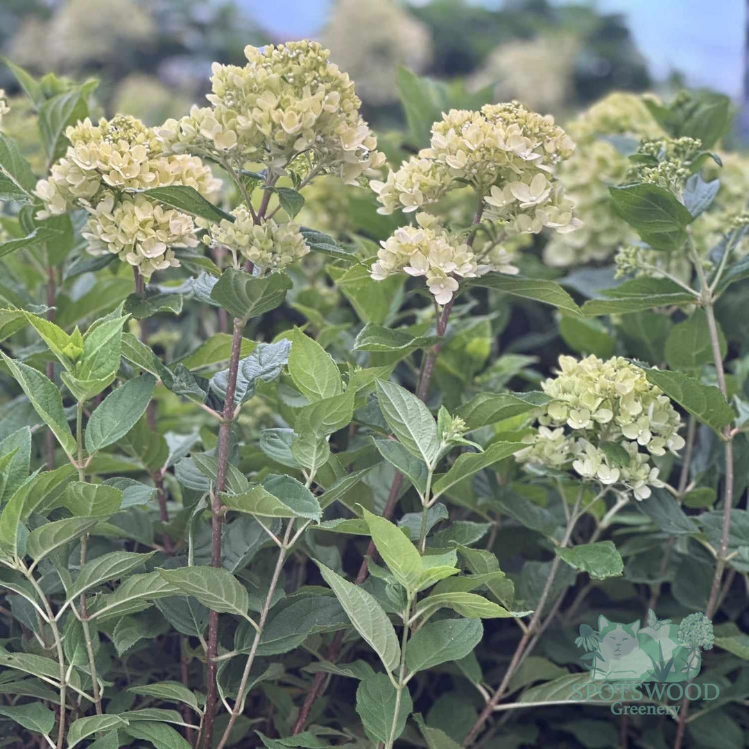 hydrangea-pan-little-lime-2