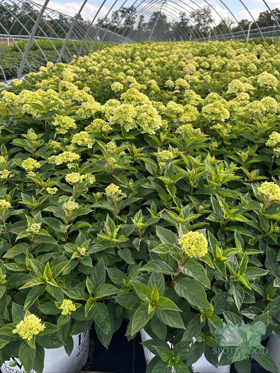 hydrangea-pan-little-lime-2
