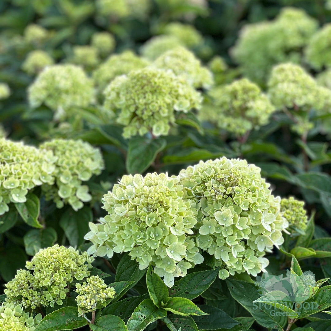 hydrangea-pan-little-lime-2