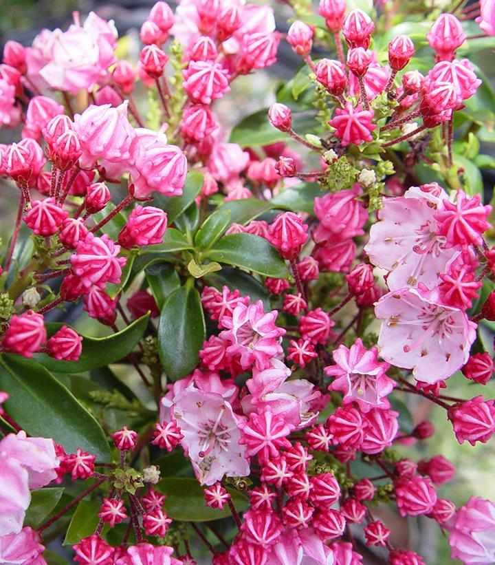 Little Linda Mountain Laurel