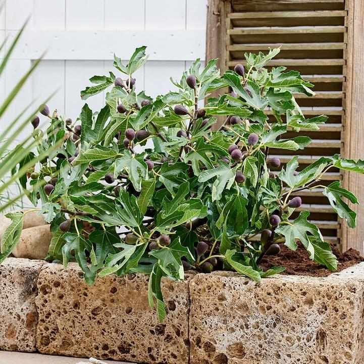 Little Miss Figgy® Dwarf Fig