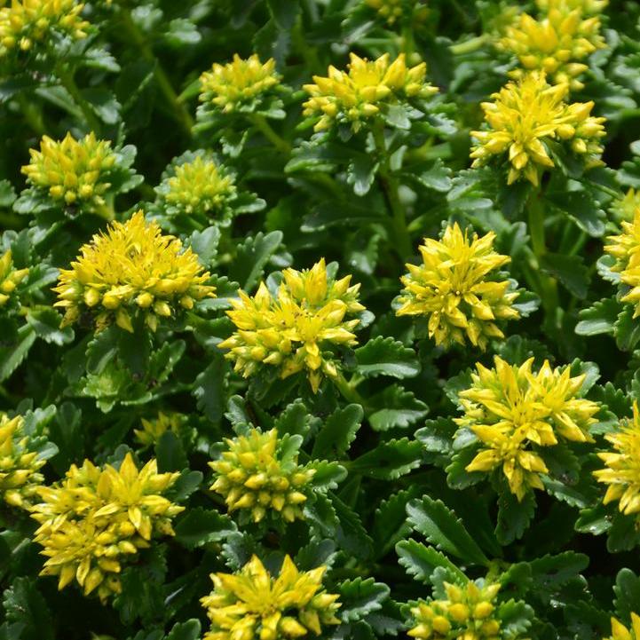 Little Miss Sunshine Stonecrop